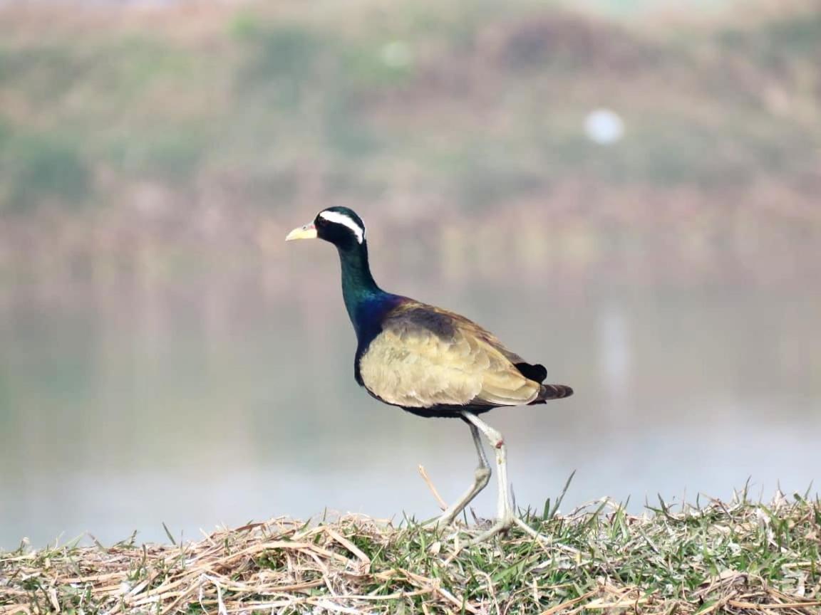 Ibishouse Farm Stay Bharatpur Buitenkant foto