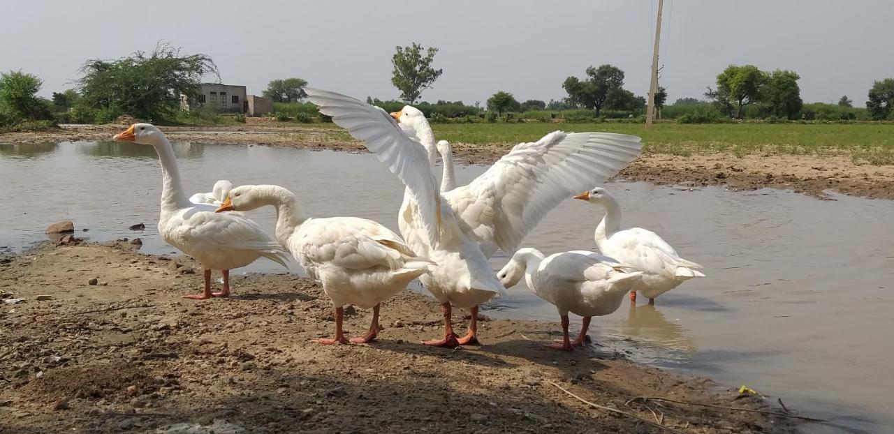 Ibishouse Farm Stay Bharatpur Buitenkant foto