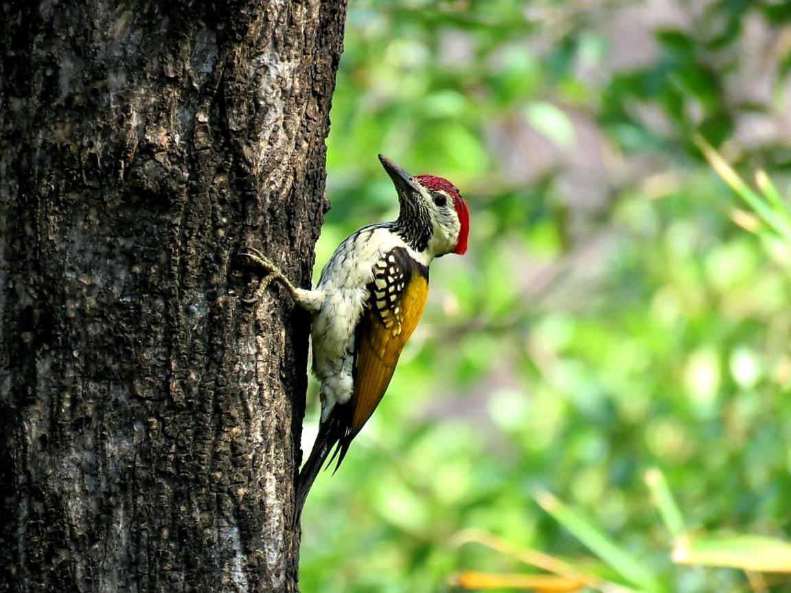 Ibishouse Farm Stay Bharatpur Buitenkant foto
