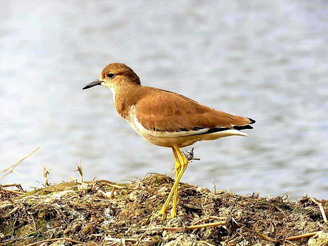 Ibishouse Farm Stay Bharatpur Buitenkant foto