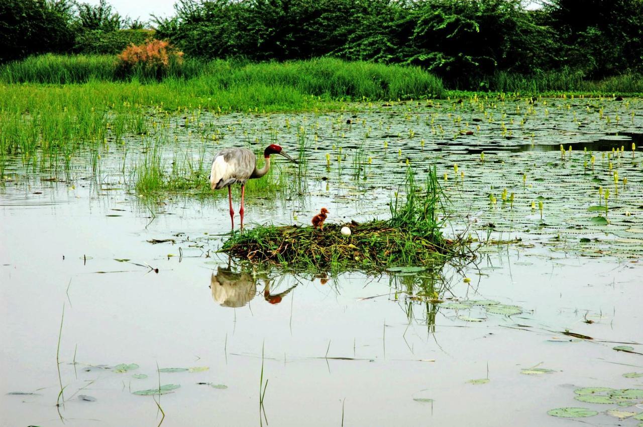 Ibishouse Farm Stay Bharatpur Buitenkant foto