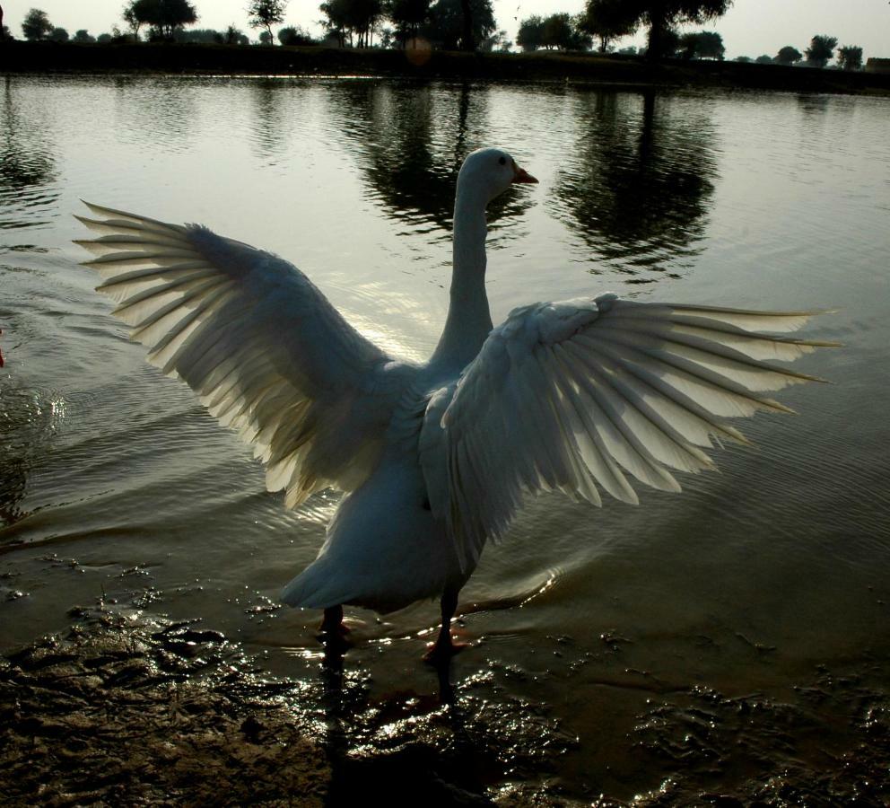 Ibishouse Farm Stay Bharatpur Buitenkant foto