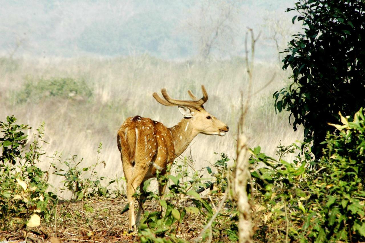 Ibishouse Farm Stay Bharatpur Buitenkant foto