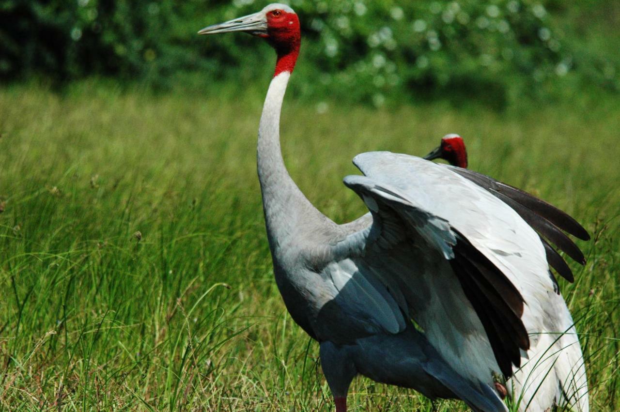 Ibishouse Farm Stay Bharatpur Buitenkant foto