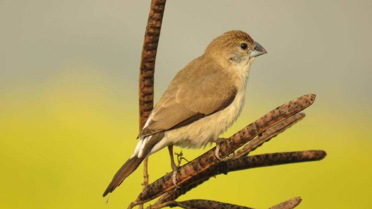 Ibishouse Farm Stay Bharatpur Buitenkant foto